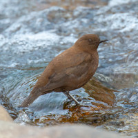 Brown Dipper